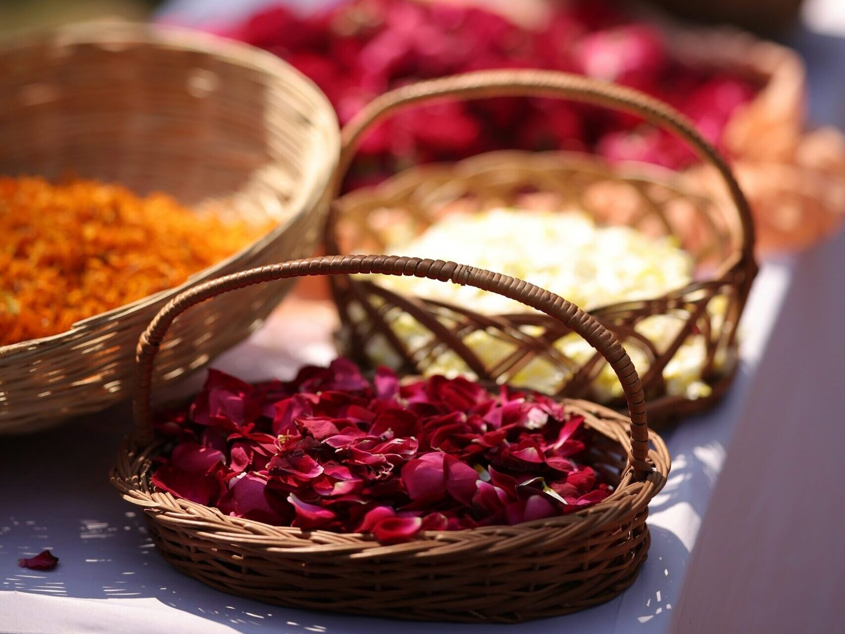 abhishek-sharma-929iEbi3bes-unsplash Nahaufnahme Sukkulente